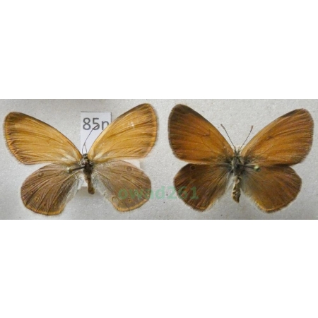 Coenonympha glycerion (Borkhausen, 1788) pair Strzępotek glicerion Czech85n